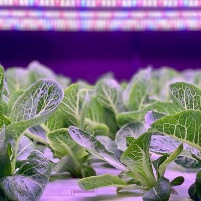 Estufas de contêineres de agricultura vertical com inovação hidropônica em moeda dos EUA