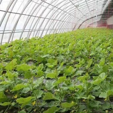 1209cm * 235cm * 239cm Estufa de filme para sombreamento e ventilação da plantação de tomate
