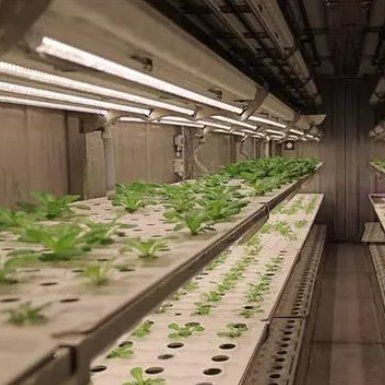 Estufas de contêineres de agricultura vertical no projeto de contêineres de transporte