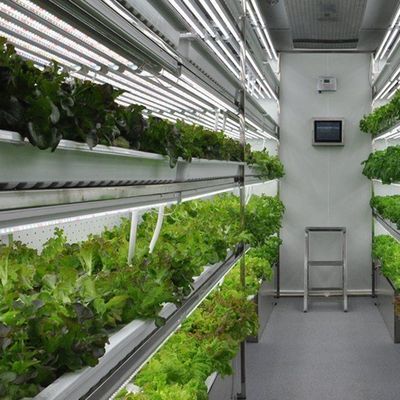 Estufas de contêineres de agricultura vertical no projeto de contêineres de transporte