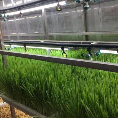 Estufas de contêineres de agricultura vertical no projeto de contêineres de transporte