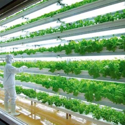 Alimentação vertical de alta umidade Estufas hidropónicas para vegetais