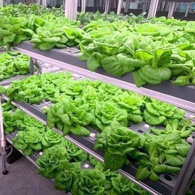 Alimentação vertical de alta umidade Estufas hidropónicas para vegetais
