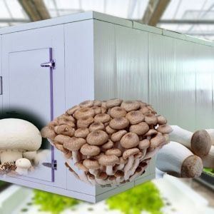 Alimentação vertical de alta umidade Estufas hidropónicas para vegetais