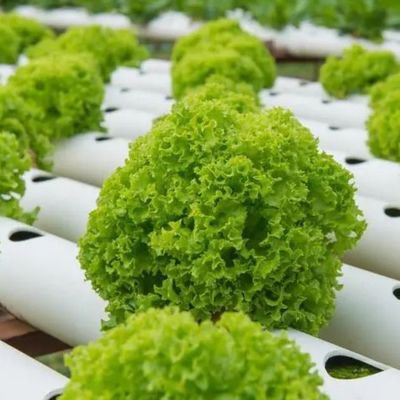 Estufas em recipientes de várias faixas para sistemas hidropónicos e vantagens da agricultura vertical