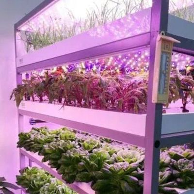 Estufas em recipientes de várias faixas para sistemas hidropónicos e vantagens da agricultura vertical