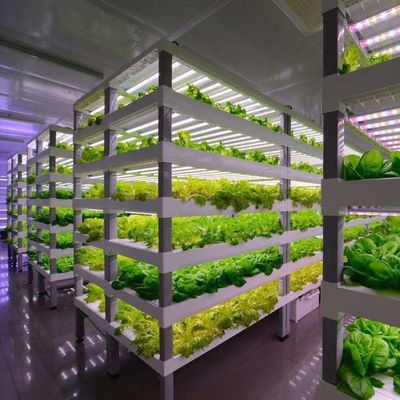 Estufas em recipientes de várias faixas para sistemas hidropónicos e vantagens da agricultura vertical