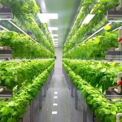 Estufas em recipientes de várias faixas para sistemas hidropónicos e vantagens da agricultura vertical