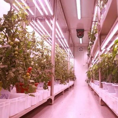 Customização JX-CG-125 Container de Agricultura Vertical Estufas com sistema hidropônico