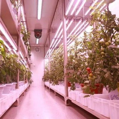 Container de navegação Agricultura vertical Estufas comerciais com inovação hidropônica