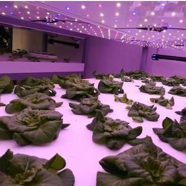Container de navegação Agricultura vertical Estufas comerciais com inovação hidropônica