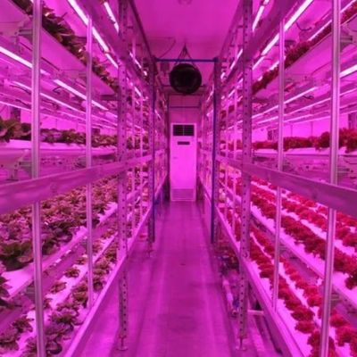 Container de navegação Agricultura vertical Estufas comerciais com inovação hidropônica