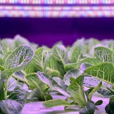 Container de navegação Agricultura vertical Estufas comerciais com inovação hidropônica