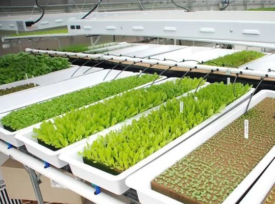 Container de agricultura vertical Estufas em 40HQ Reefer com recipiente hidropónico