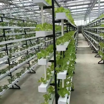 Container de agricultura vertical Estufas em 40HQ Reefer com recipiente hidropónico