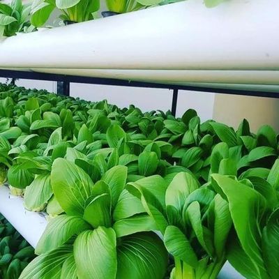 Container de agricultura vertical Estufas em 40HQ Reefer com recipiente hidropónico