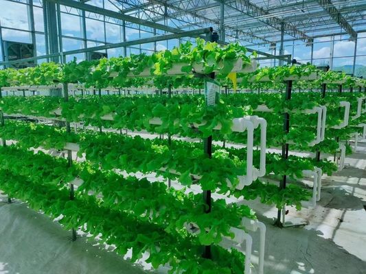 Container de agricultura vertical Estufas em 40HQ Reefer com recipiente hidropónico