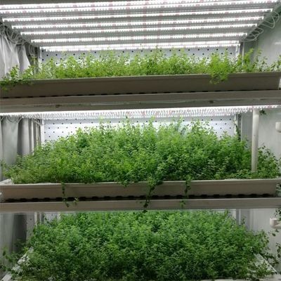 Container de cultivo hidropónico vertical de cobertura de aço Estufas com tecnologia avançada