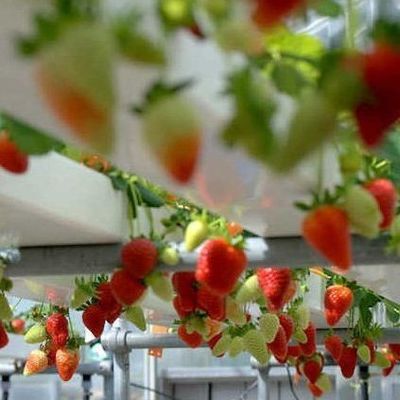 Container de cultivo hidropónico vertical de cobertura de aço Estufas com tecnologia avançada