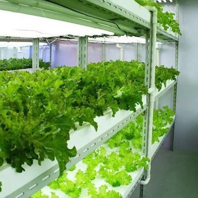 Container de cultivo hidropónico vertical de cobertura de aço Estufas com tecnologia avançada