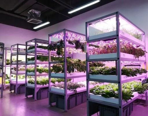 Container de cultivo hidropónico vertical de cobertura de aço Estufas com tecnologia avançada