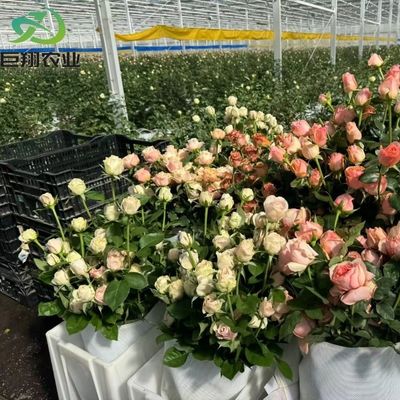 Sistema de hidroponia personalizado em estufas de plástico multi-tunnel comercial