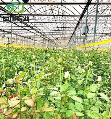 Customização Juxiang Greenhouse's Customizable Commercial Film and Glass Greenhouse