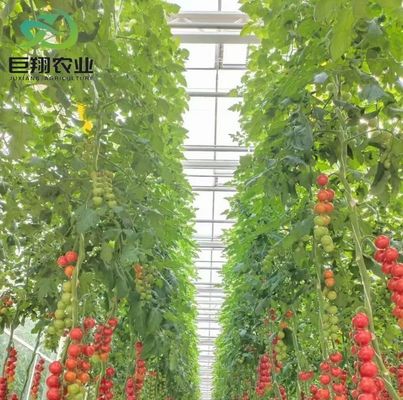 Moeda dos EUA Juxiang Agricultura Nft Sistema de hidroponia Estufas de vidro para vegetais