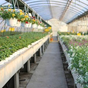 Sistema hidropónico de múltiplos períodos para aquecimento de cinzas agrícolas