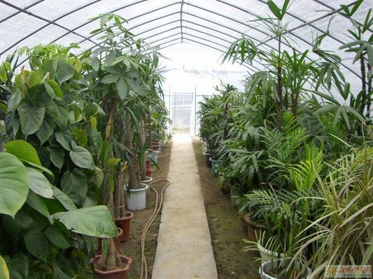 Estrutura de aço Sistema de estufa hidropônica multi-espaço para agricultura sustentável