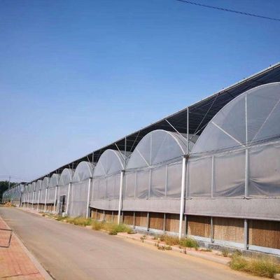 Cultivo de Sementes Juxiang Fama Hidropônica Filtro Estufa com solicitação personalizada
