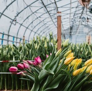 Sistema hidropônico personalizável para vegetais e flores adaptado às suas necessidades