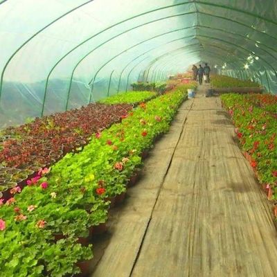 Sistema hidropônico personalizável para vegetais e flores adaptado às suas necessidades
