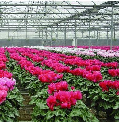 Sistema hidropônico personalizável para vegetais e flores adaptado às suas necessidades