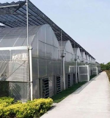 Juxiang Multi-Span Humidity Control Greenhouse for Peppers Film Departamento de Estufas