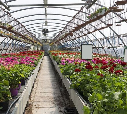 Juxiang Multi-Span Humidity Control Greenhouse for Peppers Film Departamento de Estufas