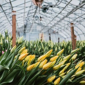 Juxiang Multi-Span Humidity Control Greenhouse for Peppers Film Departamento de Estufas