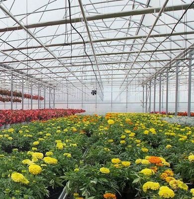 Sistema hidropónico de panela única de moeda dos EUA para o desempenho da produção de vegetais em estufa