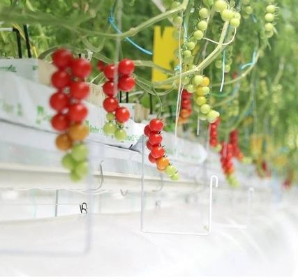 Sistema hidropónico de panela única de moeda dos EUA para o desempenho da produção de vegetais em estufa