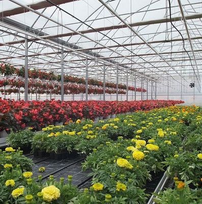 Sistema hidropónico de panela única de moeda dos EUA para o desempenho da produção de vegetais em estufa