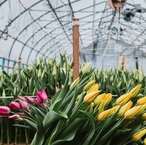 Sistema hidropónico Juxiang de várias faixas, estufa de humidade para flores Restituições