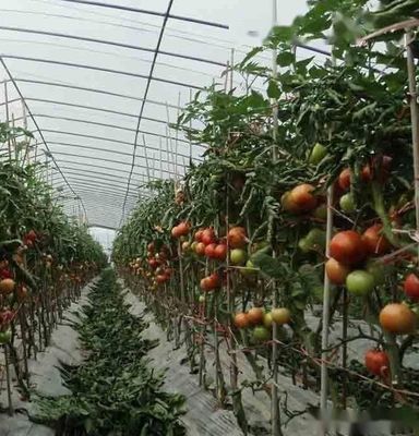 Sistema hidropónico Juxiang de várias faixas, estufa de humidade para flores Restituições