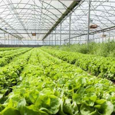 Sistema hidropónico Juxiang de várias faixas, estufa de humidade para flores Restituições