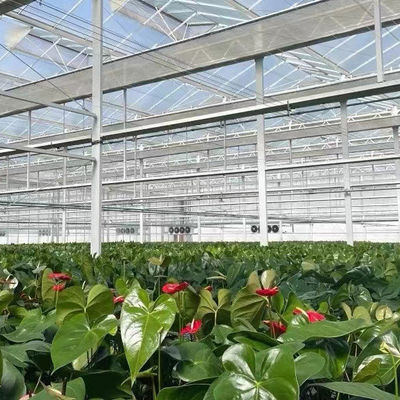 Aquecimento de água quente Estufas de vidro para controle de estroma da hidroponia
