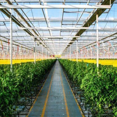 Estufas de vidro temperado de camada dupla e oco para sistema de cultivo hidropónico