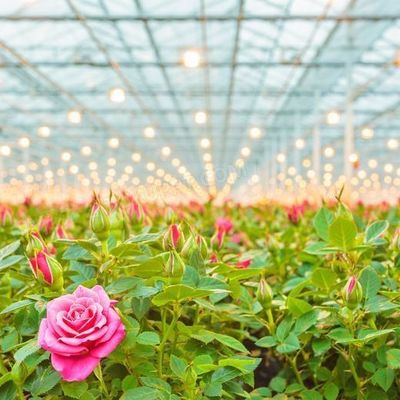 Estufas de vidro temperado de camada dupla e oco para sistema de cultivo hidropónico