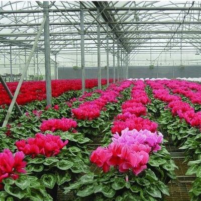 Pacote de produção de pimenta para estufas hidropónicas de arco único dos EUA Peso bruto 2000.000kg