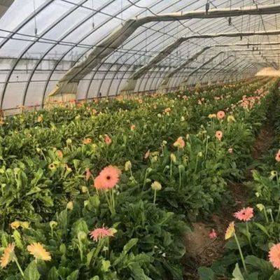 Pacote de produção de pimenta para estufas hidropónicas de arco único dos EUA Peso bruto 2000.000kg