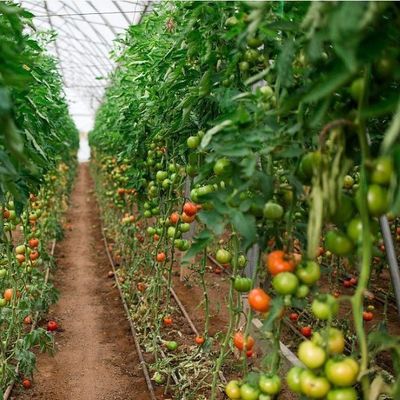 Pacote de produção de pimenta para estufas hidropónicas de arco único dos EUA Peso bruto 2000.000kg