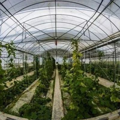 1209.00cm * 235.00cm * 239.00cm Estufa de película personalizável para cultivo de vegetais